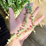レア品種♡エンジェルディアーズ錦＊多肉植物＊カット苗