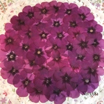 ♡人気作品♡ 作家様必見！ 落ち着いた大人カラー♡フロックス押し花セット