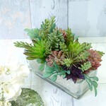ＳＡＬＥ！！　グリーン＆ワインカラーが綺麗な多肉植物のアレンジ