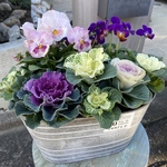 ブリキの鉢にハボタンたっぷり♡冬の優しい寄せ植え
