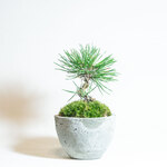 【手のひらサイズの鉢植え】黒松×苔の鉢植え／ザラっとした質感のモルタル鉢／送料全国一律650円