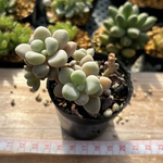 多肉植物 韓国苗 メンドーザエ
