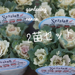 セッションシリーズ❁⃘*.ﾟ葉牡丹✿.•ブリキ✿*:2ポット