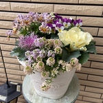 パステルカラーの冬の寄せ植え☃❄