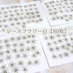 押し花 レースフラワー ホワイト【50枚】