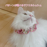 パターンが選べる♡フリルがかわいいピエロシュシュ♡ 首輪