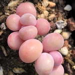 多肉植物　ぷくぷく系　キャンディーチーズ　双頭　小苗　抜き苗