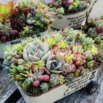 多肉植物寄せ植え そのまま飾れるちま寄せ花車