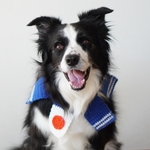 サッカー日本代表風ネックレス　ワンコ用