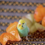 セキセイインコ_虹1_ちっちゃリアルなインコさんシリーズ