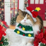 🎄クリスマスツリー変身セット🎄