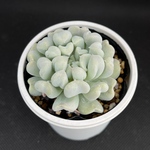 トップシータービー　多肉植物
