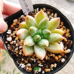 リンクス 多肉植物 韓国苗