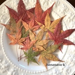 ［押し花素材203】もみじ　紅葉　