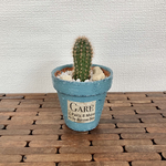 リメイク鉢　サボテン🌵