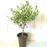 オリーブの木　創樹 SOUJU　ブランド　シプレッチーノ　シンボルツリー　高さ約60　観葉植物　苗木　お祝い