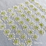 🎵レースフラワー50輪　＊ 押し花