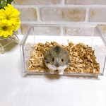 ②少し小さめ*ノーマルカラー* ジャンガリアンハムスター <羊毛フェルト> 