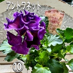 専用ページ　パンジー  ローヴ ドゥ アントワネット　苗　八重咲き　エレガント　こちらをお届けします　アントワネット