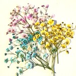 押し花素材(染めカスミ草)