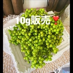 お得な10g販売❣️ ペッパーベリーライトグリーン小分け❣️ハンドメイド花材カラードライフラワー