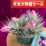 【年末大特価セール第5弾‼︎】花付きエアープランツ2個セット！1555円！！！