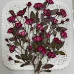 NO.838再販✨ローズピンクのミニ薔薇 ／押し花素材