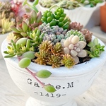 ベッラディンベルノ入り♡きまぐれ寄せ植え＊多肉植物＊鉢ごと♪