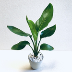ハイドロカルチャー　ストレリチア　レギネ　小石原焼　飛びかんな　陶器　観葉植物