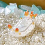 Uo41　［フランベクス］宇宙を宿すガラスの目ありウミウシ