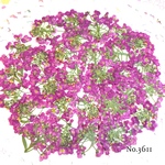 ♡new♡作家様必見♡ ♡可愛いアリッサム♡押し花セット♡