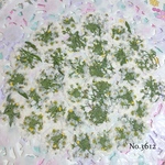 ♡new♡作家様必見♡ ♡可愛いアリッサム♡押し花セット♡