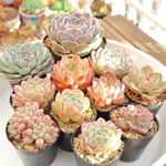 12月4日限定11苗スペシャルset‼︎ 大苗入り11苗set!!多肉植物　torepe厳選めちゃ可愛い子ちゃん 多肉屋torepe　エケベリア　根付き　カット苗