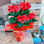 ラスト！クリスマスにぴったり♡【ポインセチア 薔薇咲き 】ラッピングつき♪ウィンターローズ