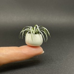 ミニチュア陶器　大きめの丸い植木鉢と植物