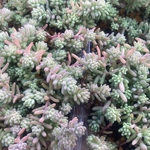 多肉植物　ミルキーウェイ　