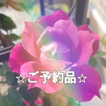 ※※ aoi様専用ページ※※ ルースおまとめSET