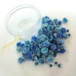 X'mas応援価格♪12/20迄 おまかせ10輪オマケ付き☆気品の蒼 かすみ草【マリブブルーⅤ35枚】フタ付きハードプラケース入り
