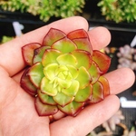 マジックゴールド ミニ苗 多肉植物 韓国苗