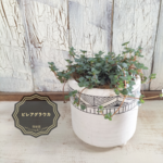 ピレア　観葉植物