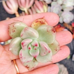 アルジェ ミニ苗 多肉植物 韓国苗