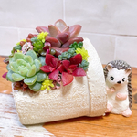 多肉植物　寄せ植え