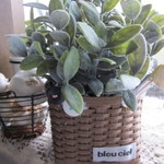 フェイクグリーン bleu ciel