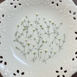 カスミ草白（押し花)