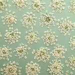 ✿NEW✿レースフラワーの押し花　ナチュラル＜直径15㎜前後中心　30枚＞