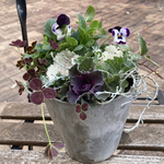 ＊宅急便送料込み＊春を迎える寄せ植え＊エンジェルクローバー＊葉牡丹＊モルタル風