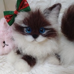 バーマンちゃん😺❤️