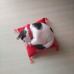 正絹 手乗り猫😺お座布団セット〈ハチワレb〉