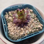 多肉植物❤センペルビウム❤タンホルン❤抜き苗