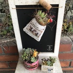 多肉植物寄せ植えおトク3個セット　L